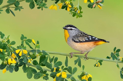 Spotted Pardalote (Pardalotus punctatus xanthopyge) male, Victoria, Australia