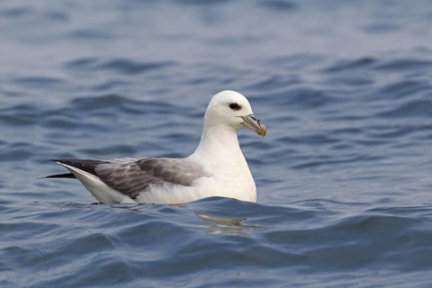Northern Fulmar (Fulmarus glacialis), Iceland