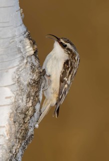 Brown Creeper (Certhia americana), Ontario, Canada