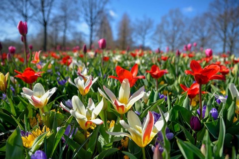 Flower splendour with colourful Tulips (Tulipa) and Crocus (Crocus) in spring, Keukenhof, Lisse,