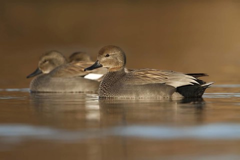 Gadwall (Mareca strepera), Utrecht, Netherlands
