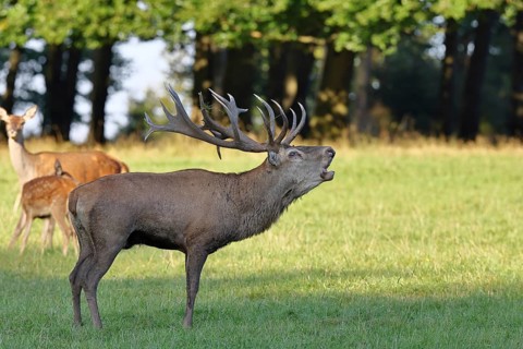 Red deer (Cervus elaphus) in rutting season, capital stag with hinds roaring in a forest clearing,