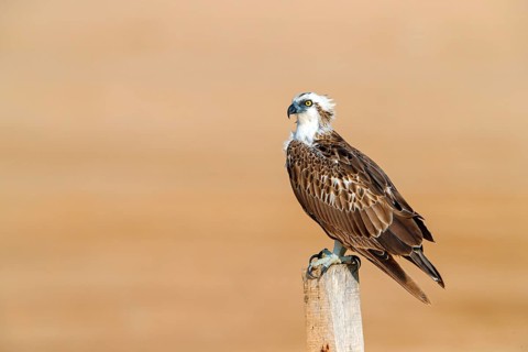An osprey in search of food, (Pandiaon haliaetus), family of birds of prey, biotope, habitat,