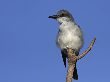 Grey Kingbird (Tyrannus dominicensis), Antigua