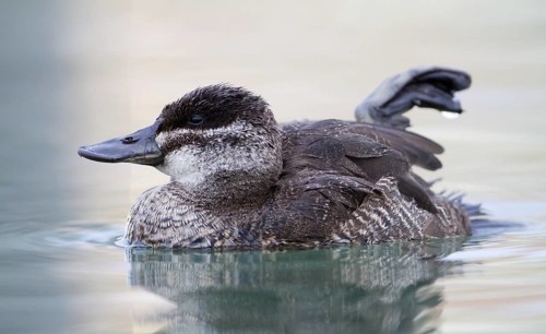 Ruddy Duck (Oxyura jamaicensis), Switzerland
