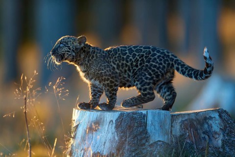 Indian leopard (Panthera pardus fusca), young animal on tree trunk in forest