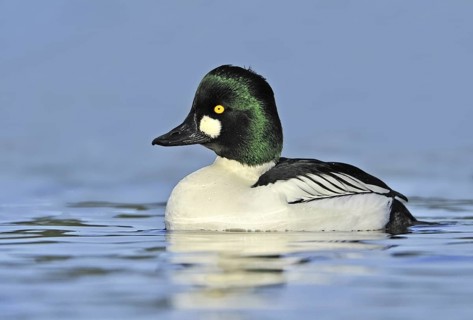 Common Goldeneye (Bucephala clangula) male, British Columbia, Canada