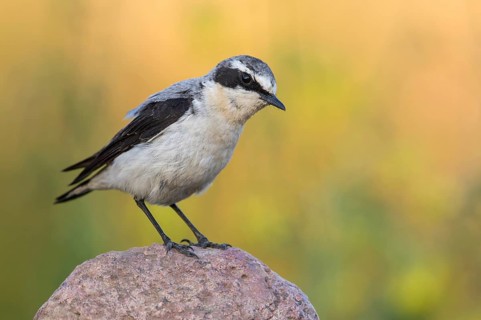 Northern Wheatear (Oenanthe oenanthe) perched on a stone, Poland