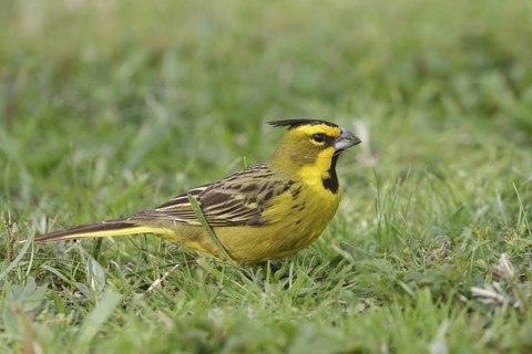Yellow Cardinal (Gubernatrix cristata) male, Corrientes, Argentina