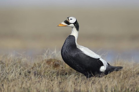 Spectacled Eider (Somateria fischeri) male, Alaska, USA