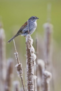 Swamp Sparrow (Melospiza georgiana), Ontario, Canada