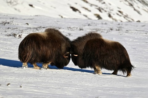 Two musk oxen (Ovibos moschatus) duel head to head in the snow, Dovrefjell-Sunndalsfjella National