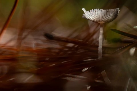 A solitary mushroom stands gracefully amidst blurred forest foliage, its delicate cap illuminated