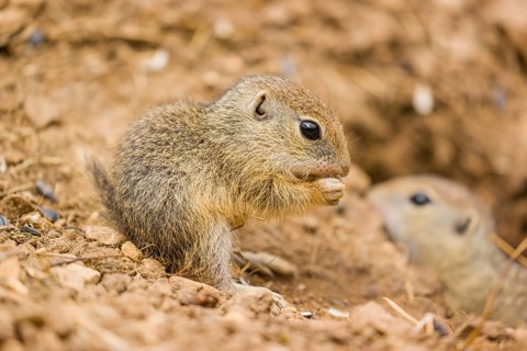 A young European ground squirrel (Spermophilus citellus) or European souslik eats sunflower seed in