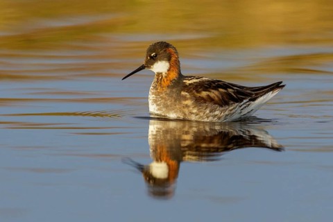 Red-necked Phalarope (Phalaropus lobatus) in a pond near Nome, Alaska