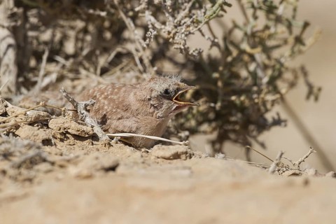 Temminck's Lark (Eremophila bilopha) chick, Meishar, Israel