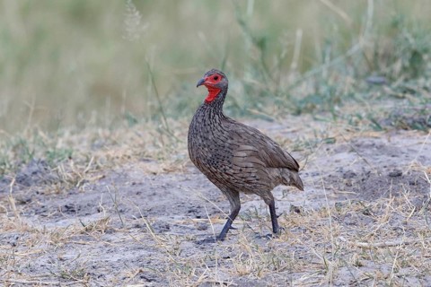 Swainson's Spurfowl, Pternistis swainsonii, Botswana, Chobe NP