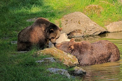 Eurasian brown bear (Ursus arctos arctos), adult, female, young, in water, relaxed, social