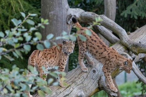 Two Eurasian lynx, (Lynx lynx), standing on a dead tree. Forest in the background