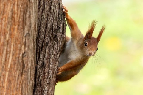Eurasian red squirrel (Sciurus vulgaris) on a tree, wildlife, Germany