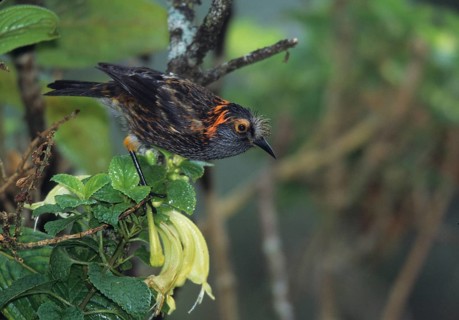 Maui endemic species, Endangered Hawaiian Honeycreeper Photographed on Maui at Hanawi State