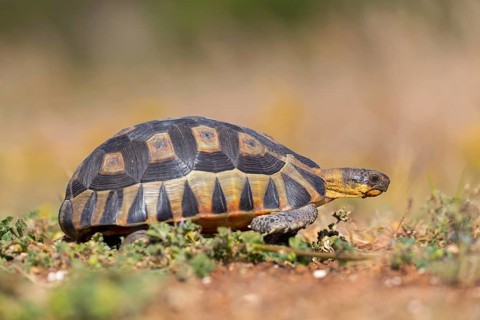 Africa, South Africa, African beaked tortoise, (Chersina angulat), Angulate tortoise, Reptile,