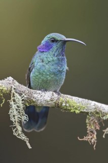 Green Violetear (Colibri thalassinus), Costa Rica