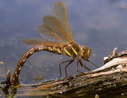 Aeshna grandis, brown mosaic maiden, brown hawker, anisoptera, damselflies, dragonflies, egg
