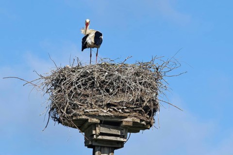 A stork stands in a big nest under a blue sky, Damnatz, Wendland, Lower Saxony, Germany