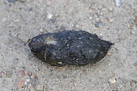 Regurgitated pellet of Eurasian eagle-owl (Bubo bubo), European eagle-owl on the ground