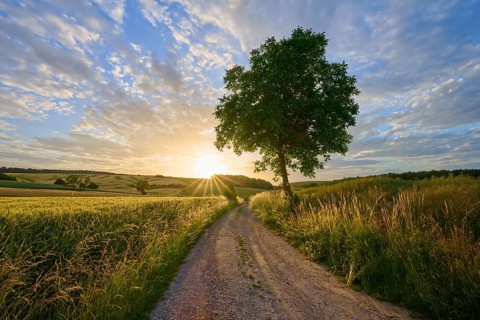 A lonely tree next to a dirt road at sunset, surrounded by vast fields and picturesque clouds,