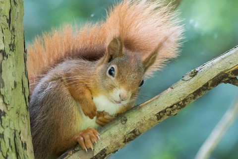 A curious squirrel (Sciurus vulgaris) with a bushy tail sitting on a branch, Hesse, Germany