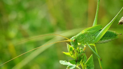 Close-up of a great green bush cricket (Tettigonia viridissima) perched on a leaf in a natural