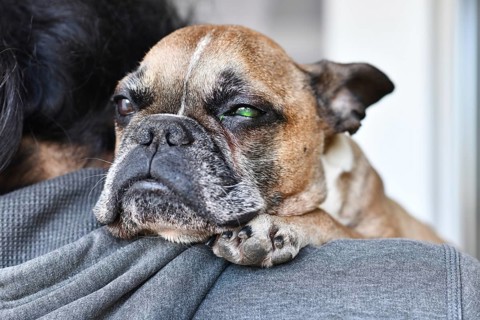 Sad dog with eye injury and green liquid from medical fluorescein dye test to detect corneal