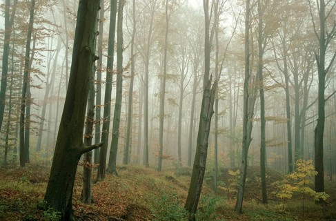 Germany, Greiz, Greiz-Werdauer-Wald, Thuringia, Atmosphere, Autumn, Beech Forest, Haze, Autumn,