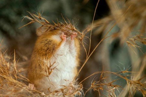 Harvest Mouse, Micromys Minutus, Rodents, Rodentia, Dwarf Mouse, Mammals, Muroids, Rodents, Mammals
