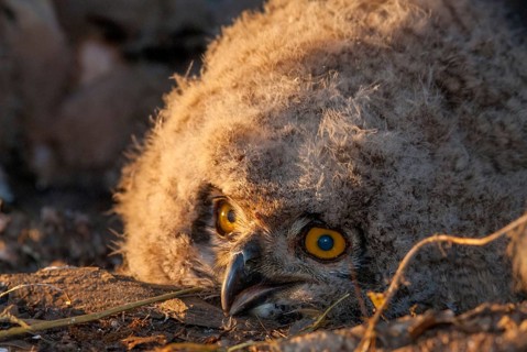 Bubo bubo, eagle owl, eagle owl, atmosphere, birds, owls, Extremadura, adolescent, owls, Spain,