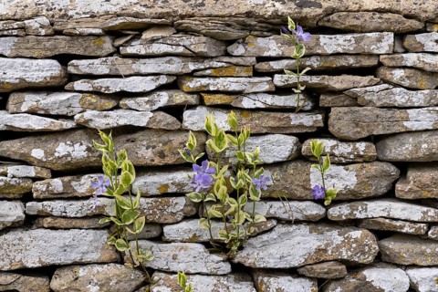 Stone wall, flowers, Bibury, The Cotswolds, England, Great Britain