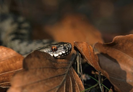 European adder, European viper, venomous snake, vipera berus, critters, poisonous reptilia,