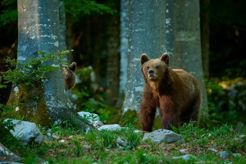 A brown bear looks intently through the trees in the nature reserve, European brown bear (Ursus