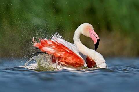 A greater flamingo (Phoenicopterus roseus) bathing in a pond, Camargue Regional Nature Park,
