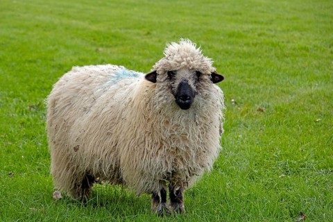 Sheep looking at camera, Alveston, Stratford-upon-Avon, Warwickshire, England, Great Britain