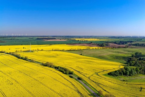 Blooming rapeseed fields in spring in the Uckermark. aerial view. Stützkow, Schwedt, Brandenburg,