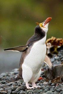 Royal Penguin (Eudyptes schlegeli), Macquarie Island, Australia
