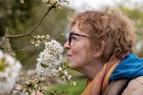 Woman smelling cherry blossoms, Alveston, Stratford-upon-Avon, Warwickshire, England, Great Britain
