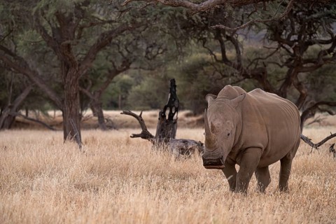 White rhinoceros (Ceratotherium simum), Khomas Region, Namibia