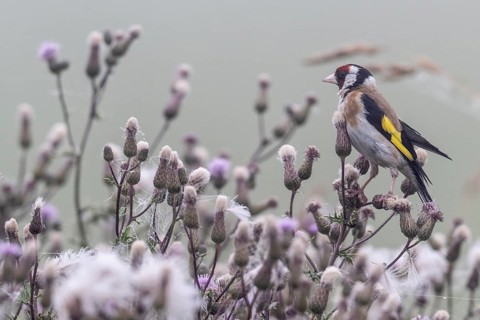 Goldfinch (Carduelis carduelis), Lower Saxony, Germany