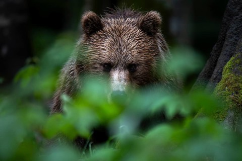 European brown bear (Ursus arctos arctos) in the forest, Notranjska region, Slovenia