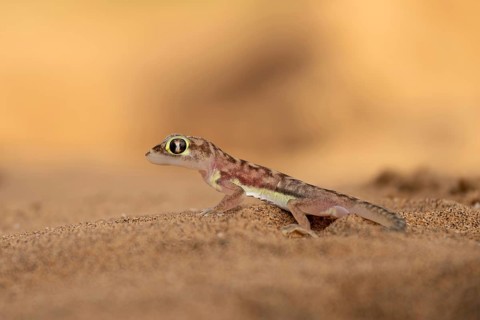 Namib gecko, web-footed gecko (Pachydactylus rangei) or palmato gecko in the sand, Dorob National