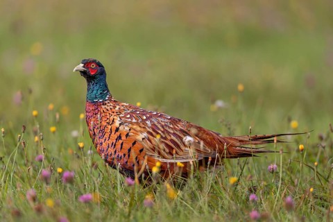 Wildflower meadows provide a rich source of food not only for the pheasant (Phasianus colchicus),